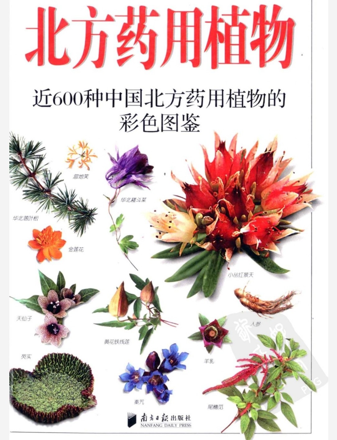 北方药用植物图鉴 pdf 87.3mb